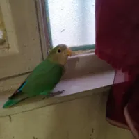جوجه طوطی برزیلی