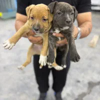 واگذار  پیتبول