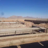 گاوداری-گوشتی-5000-متر