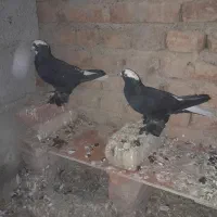 کبوتر عرب نر وماده