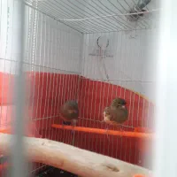 قناری ماده آماده. تخم خاکی کرده|پرنده|مشهد, نوید|دیوار