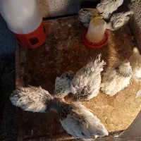 فروش مرغ وخروس وجوجه وتخم نطفه دار|حیوانات مزرعه|کوهسار (البرز), |دیوار