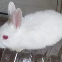 خرگوش|موش و خرگوش|شاهین‌شهر, مورچه خورت|دیوار