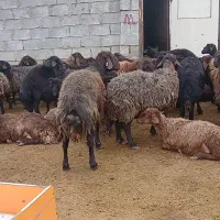 میش همو و هترو ابستن از قوچ همو