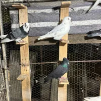 کبوتر پرشی گرما دیده حیون باز باشی میفهمی چین اینا|پرنده|بابل, |دیوار