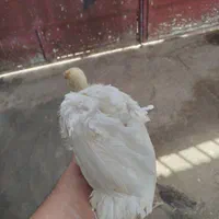 جوجه بوقلمون ۲ماهه