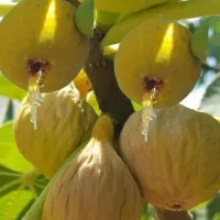 نهال انجیر|گل و گیاه طبیعی|خرقان, |دیوار