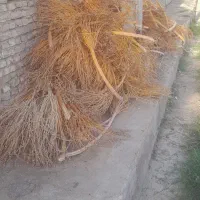 بالگانه خرما