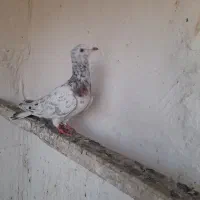 کفتر|پرنده|تاکستان, |دیوار