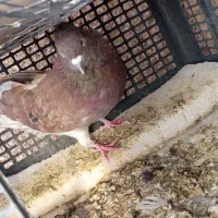 کفتر|پرنده|بیرجند, |دیوار