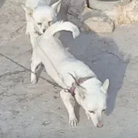 توله پاگوتاه