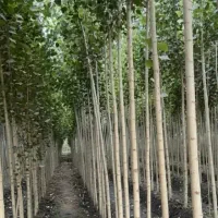 نهالستان گردو صنوبر و بادام و کبوده در نهااستان|خدمات باغبانی و درختکاری|میانه, |دیوار