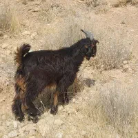 کهره نر یک دست