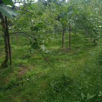 فروش زمین 350