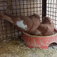 3 جفت بهبهانی ذات دار به شرط تخم و جوجه با ارزش