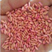 فروش گندم بذر