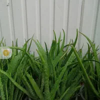 آلویه ورا .مرجان .گندمی