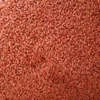 کرخه روستای حبائیه