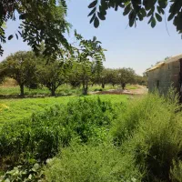 باغ سبزی و صیفی تازه با آب چاه|خوردنی و آشامیدنی|محمدشهر, عباس آباد|دیوار