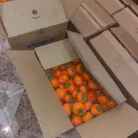 خرمالو درشت و متوسط|خوردنی و آشامیدنی|خلجستان, |دیوار