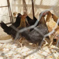 10 عدد مرغ بومی پنج ماهه دم تخم