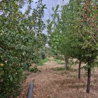 باغ-با-درختان-مثمر-آستانه