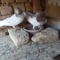 شش عددکهنه فروشی دونیی250