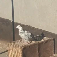 سوسکی پر کش فروشی|پرنده|تربتحیدریه, طالقانی|دیوار