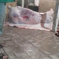 سلاخی قصابی و ذبح اسلامی