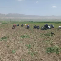 سرکارگر