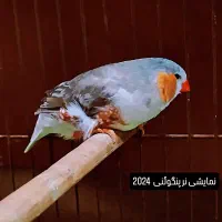 فنچ پنگوئنی|پرنده|اهواز, یوسفی|دیوار