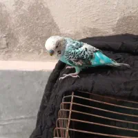 مرغ عشق
