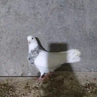 کبوتررنگی|پرنده|بجنورد, |دیوار