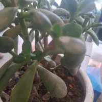 فروش خط ۰۹۱۲