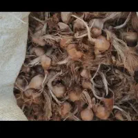 پیاز زعفران