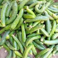 خیار قلمی مخصوص خیار شور