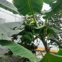 نهال موز