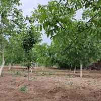 باغ ۲/۳۵۰ متر مربع|فروش زمین و ملک کلنگی|ماکو, |دیوار