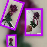 گل تک شاخه