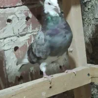 فرش یه تعداد نرو ماده|پرنده|بوکان, |دیوار