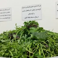 سبزی چرخ کرده خام اماده دربسته ۱کیلویی۱۰۰هزارتومان
