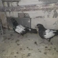 کبوتر|پرنده|میاندوآب, |دیوار