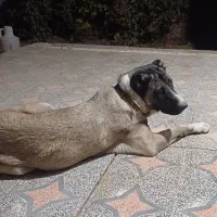 سگ کانگال 7ماهه|سگ|دشتابی, |دیوار