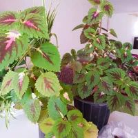 گل حسن یوسف گندمی|گل و گیاه طبیعی|گناباد, |دیوار