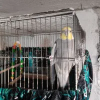 عروس سخنگو|پرنده|کرج, خرمدشت|دیوار