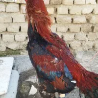 تخم لاری