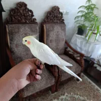 عروس