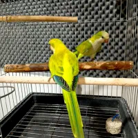 راهب نر یکساله تست دار پسته ای اوپلاین صورت زرد