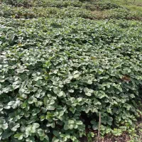 بوته توت فرنگی