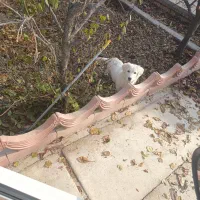 سگ پاکوتاه با نژاد اصل|سگ|ارومیه, |دیوار